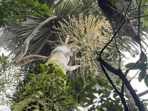 A native palm tree hosts many native plants like orchids, bromeliads, and ferns.