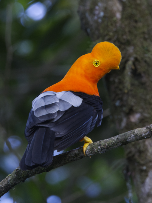 El gallo de la peña se posa en una rama, su cabeza naranja brillante casi neón en la tenue luz del bosque.