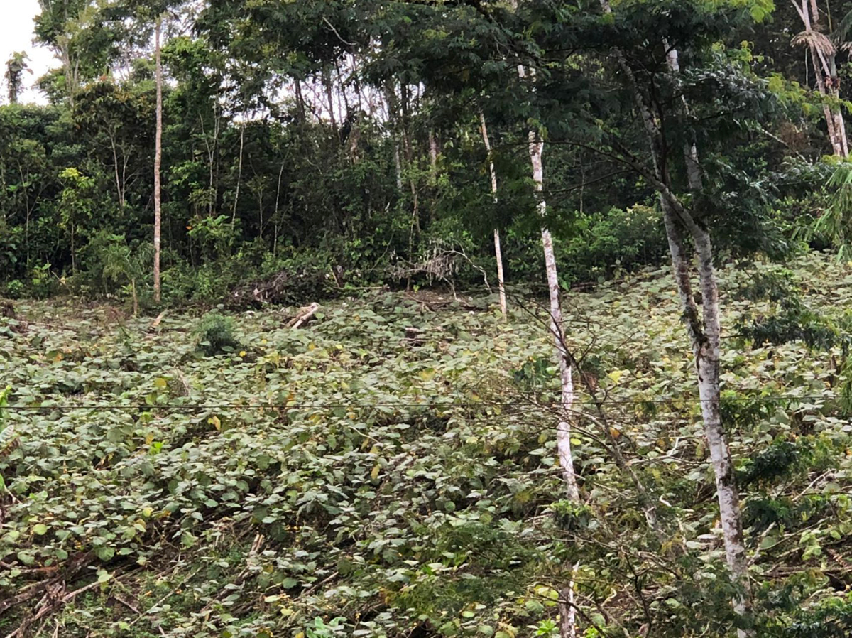 The forest was cut down in order to monocrop naranjilla.