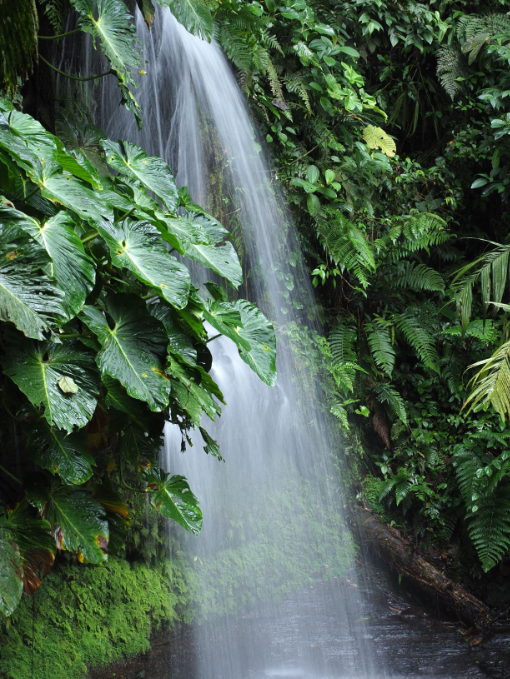 El agua que se origina en las laderas del volcán Sumaco llega a nuestro hogar en forma de arroyos, ríos y cascadas.