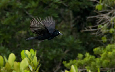 Sad News For Our Amazonian Umbrellabirds