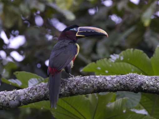 The Chestnut-eared Aracari is a member of the toucan family
