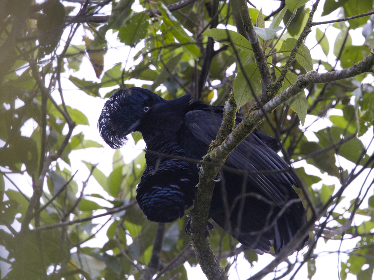 An Amazonian Umbrellabird in its lek in Wawa Sumaco, Ecuador