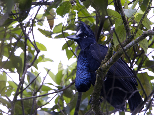 The Amazonian Umbrellabird at its lek