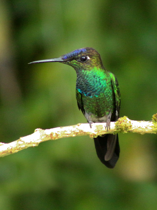 El Brillante frentivioleta es un colibrí majestuoso con un pico largo y fuerte, plumas violetas a lo largo de la corona y pecho azul turquesa brillante con cuerpo verde.