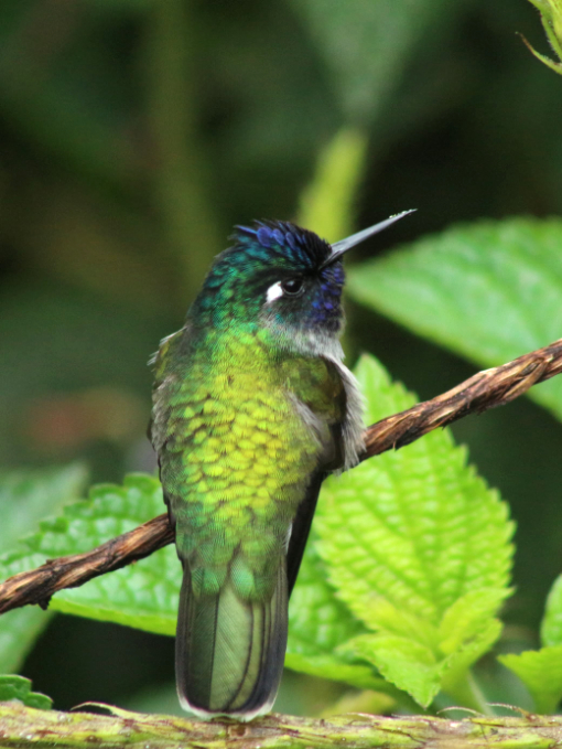 El Colibrí cabecivioleta tiene un pico corto y delgado y una cabeza azul brillante y púrpura con el cuerpo verde.