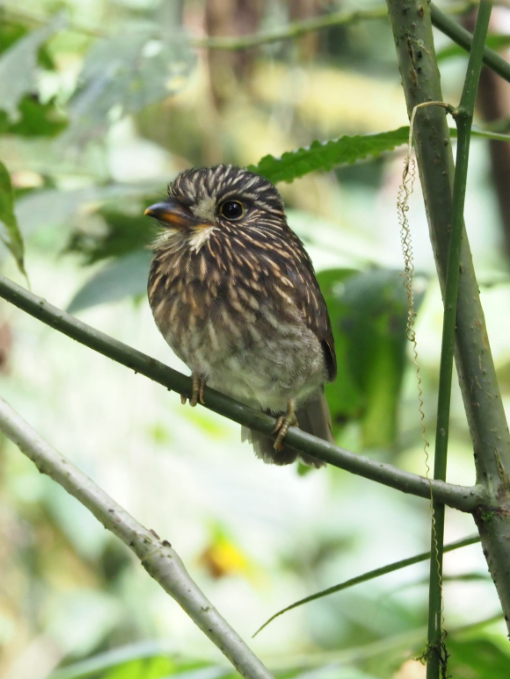 The White-chested Puffbird is one of the species that benefits when we conserve Sumaco forests.