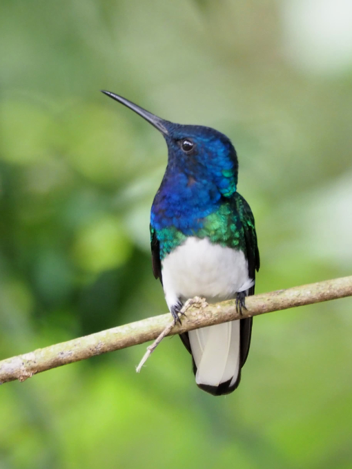 The White-necked Jacobin is a stunning hummingbird with a bright blue head, dark shoulders, and white belly.