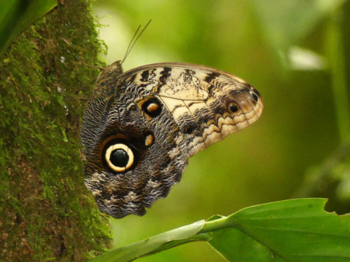 Una llamativa mariposa ojo de búho posada en un árbol musgoso