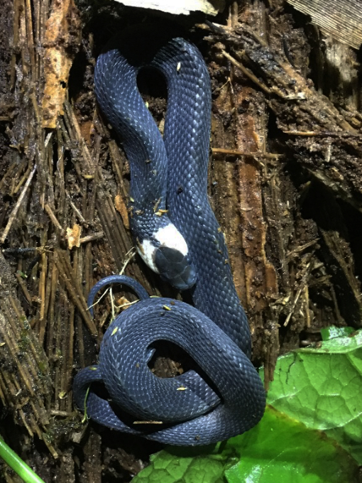 Amazon Coffee Snake (Ninia hudsoni)