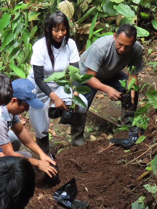 A student volunteers planting native trees in a reforestation effort at Amarun Pakcha