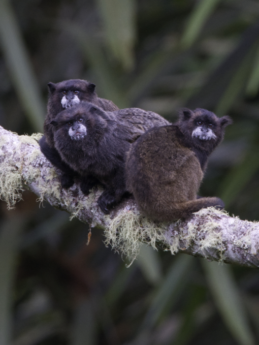 Monos Tití de Manto Negro posados a una distancia corta para una fotografía