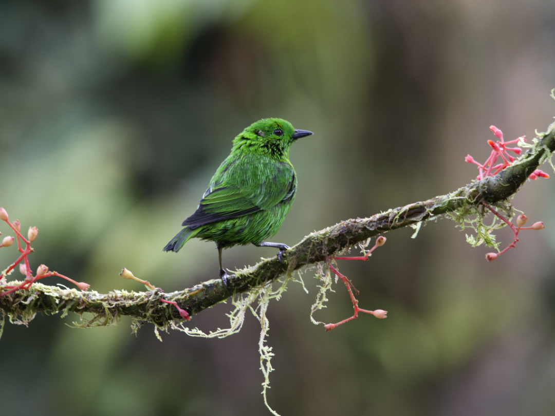 Un juvenil de Tángara Verde Brillante posado en Mashpi Amagusa | ©Angela Drake