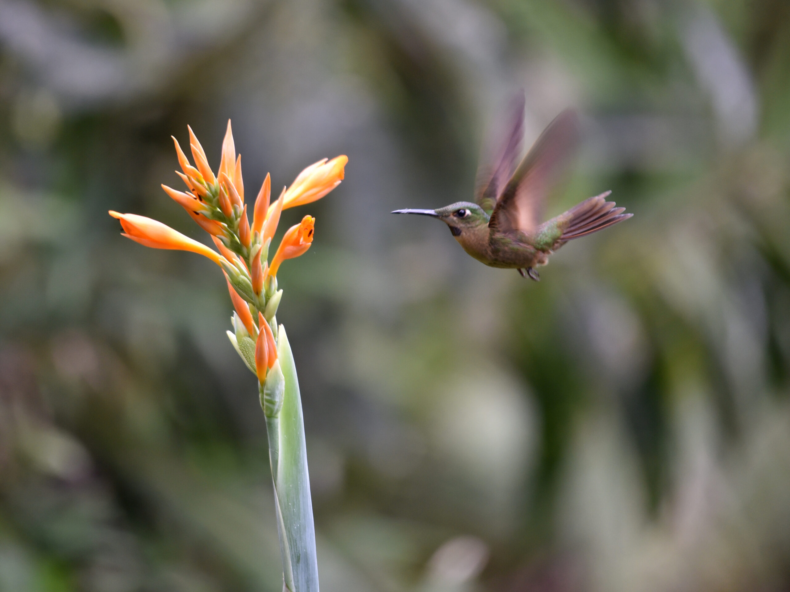 A Pink-throated Brilliant hummingbird flies towards a flower at Cabañas San Isidro | ©Angela Drake