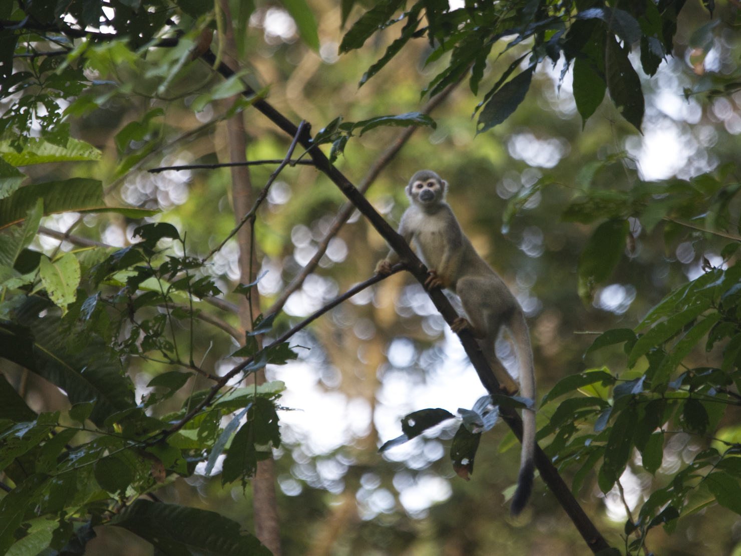 A spider monkey looks directly at the camera from its perch on a slender branch | ©Angela Drake