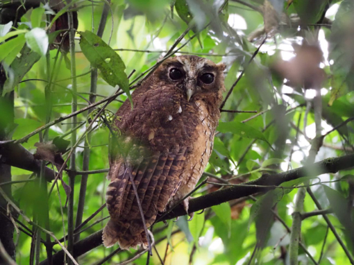 Rufescent Screech Owl perched in the forest.